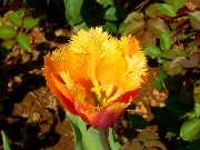 061  nice tulip.JPG